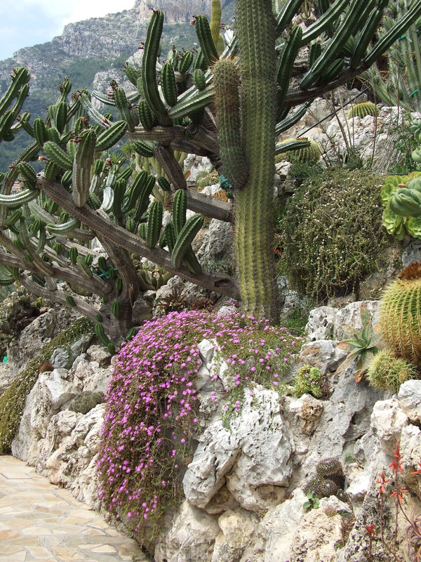 Vacances 2012 Jardin Exotique De Monaco